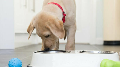 Purina one puppy sales food serving size